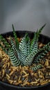 Closeup of Haworthia reinwardti zebra