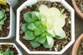 Closeup Haworthia succulent or cactus plant grow in pot, selective focus