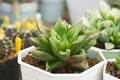 Closeup Haworthia succulent or cactus plant grow in pot, selective focus