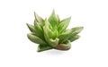 Closeup Haworthia succulent or cactus plant plant isolated on white background, selective focus