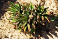 Closeup of Haworthiopsis attenuata, zebra haworthia, an ornamental species of succulent plant.