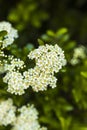 a hawthorn bush with blooming flowers Royalty Free Stock Photo