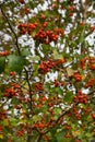 Hawthorne berries Royalty Free Stock Photo