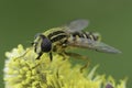 Closeup on a Hayling Billy hoverfly, Helophilus pendulus feeding yellow pollen of a Willow catkin Royalty Free Stock Photo