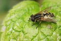 Closeup on a Hayling Billy hoverfly, Helophilus pendulus sitting on a green leaf