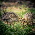 Closeup of hazel grouses on the green grass on a blurred background