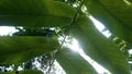 Closeup hazel leaves on a background of the sun