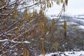 Closeup of hazel tree branches in winter