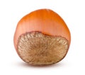 Closeup of Hazelnut Isolated. Whole Delicious Hazel Nut on White Background