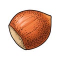 Closeup hazelnut in shell. Vector color engraving vintage illustration. Royalty Free Stock Photo