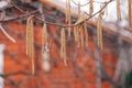 Closeup of hazelnut tree branches covered with yellow catkins growing in garden with blurred country house in background