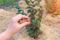 Closeup of hazelnuts piled in the palm of hand against the background of bushes. Autumn Harvesting Royalty Free Stock Photo