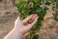 Closeup of hazelnuts piled in the palm of hand against the background of bushes. Autumn Harvesting Royalty Free Stock Photo