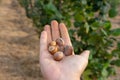 Closeup of hazelnuts piled in the palm of hand against the background of bushes. Autumn Harvesting Royalty Free Stock Photo
