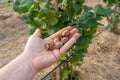 Closeup of hazelnuts piled in the palm of hand against the background of bushes. Autumn Harvesting Royalty Free Stock Photo