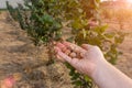 Closeup of hazelnuts piled in the palm of hand against the background of bushes. Autumn Harvesting Royalty Free Stock Photo