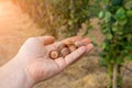 Closeup of hazelnuts piled in the palm of hand against the background of bushes. Autumn Harvesting Royalty Free Stock Photo