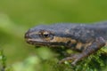 Closeup on the head of an adult terrestrial overwintering male Smooth newt, Lissotriton vulgaris