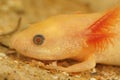 Closeup on the head of an albino larvae of the endangered Spanish ribbed newt , Pleurodeles waltl Royalty Free Stock Photo