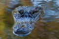 Closeup Of The Head Of An Alligator In The Lake Under The Sunlight