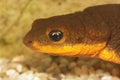 Closeup of the head of an aquatic male Roughskinned newt , Taric