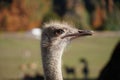 Closeup of a head of an Arabian ostrich with sunlit blurred background Royalty Free Stock Photo