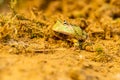 Closeup head of Argentine horned frog Ceratophrys ornata, Royalty Free Stock Photo