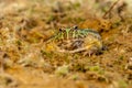 Closeup head of Argentine horned frog Ceratophrys ornata,