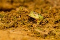 Closeup head of Argentine horned frog Ceratophrys ornata, Royalty Free Stock Photo