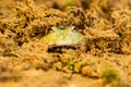 Closeup head of Argentine horned frog Ceratophrys ornata,