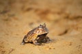 Closeup head of Argentine horned frog Ceratophrys ornata, Royalty Free Stock Photo