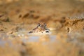 Closeup head of Argentine horned frog Ceratophrys ornata, Royalty Free Stock Photo