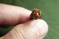 Dead Wasp - Closeup head of Asian Giant Hornet or Japanese Giant Hornet or Vespa Mandarinia Japonica