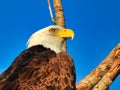 Closeup of Head of Bald Eagle Bird of Prey Raptor as It Is Perched on a Bare Tree Branch Royalty Free Stock Photo