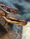 Closeup of head of Ball Python Snake Royalty Free Stock Photo