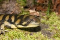 Closeup on the head of a Barred tiger salamander, Ambystoma mavortium