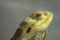 Closeup a head of Bearded Dragon Lizard Royalty Free Stock Photo