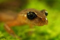 Closeup on the head with big eyes from a Californian Ensatina eschscholtzii salamander on moss
