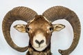 Closeup of the head of a bighorn sheep isolated on a gray background Royalty Free Stock Photo