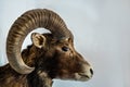 Closeup of the head of a bighorn sheep isolated on a gray background Royalty Free Stock Photo