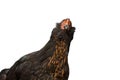 Closeup Head of Brown Chicken Curious Looks Isolated White Background