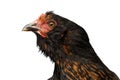 Closeup Head of Brown Chicken Curious Looks Isolated White Background