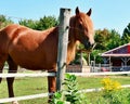 A brown horse having a combed Royalty Free Stock Photo