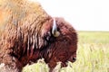 Closeup head of a bull Buffalo sating with tongue sticking out in the Tall Grass Prarie of Oklahoma Royalty Free Stock Photo