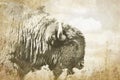 Closeup head of a bull Buffalo sating with tongue sticking out in the Tall Grass Prarie of Oklahoma- illustration Royalty Free Stock Photo