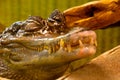 Closeup Of The Head Of Caiman Alligator By The Water On Blur Background
