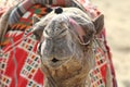 Closeup of the head of camel against blurred background