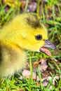 Closeup of the head of a Canadian Goose gosling with it`s beak open