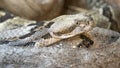 Closeup head of Canebrake Rattlesnake at Rattlers & Reptiles, a small museum in Fort Davis, Texas, owned by Buzz Ross.