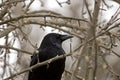 closeup of the head of a carrion crow Royalty Free Stock Photo
